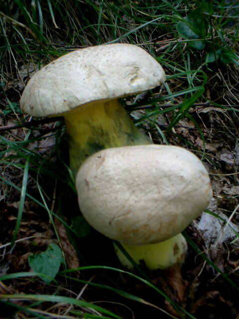 Che funghi sono?